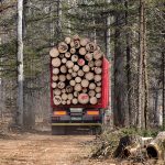 Придбання лісу в Україні через систему онлайн тендерів